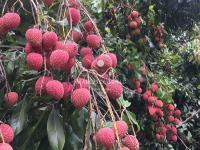 Chácara no Bairro Barreiro em Águas de Lindóia.Produzindo frutos