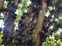 Chácara no Bairro Barreiro em Águas de Lindóia.Produzindo frutos