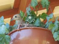 Chácara no Bairro Barreiro em Águas de Lindóia.Produzindo frutos