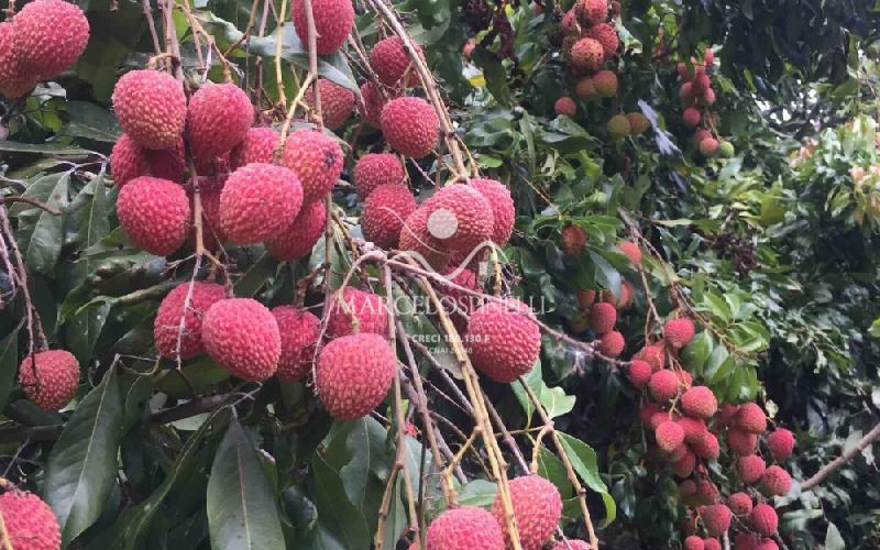 Chácara no Bairro Barreiro em Águas de Lindóia.Produzindo frutos