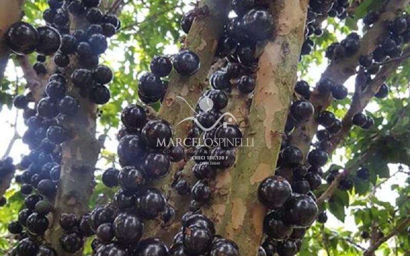 Chácara no Bairro Barreiro em Águas de Lindóia.Produzindo frutos
